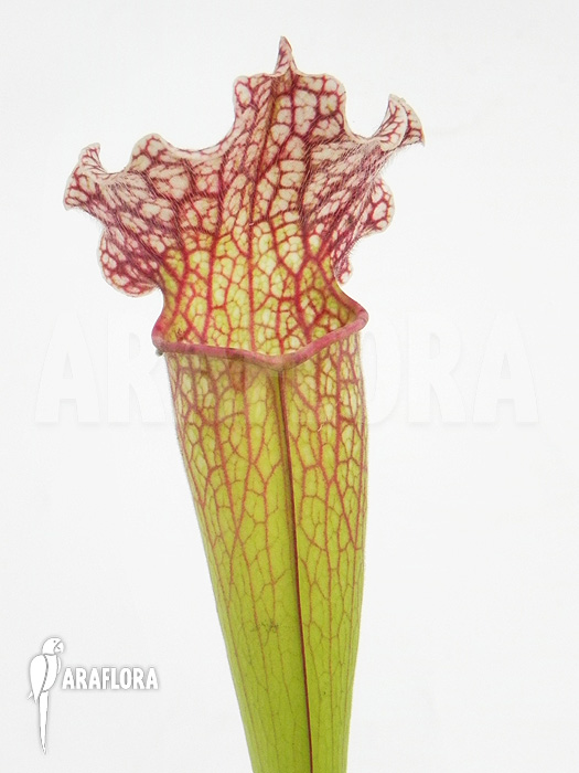Sarracenia x ‚Velvet‘