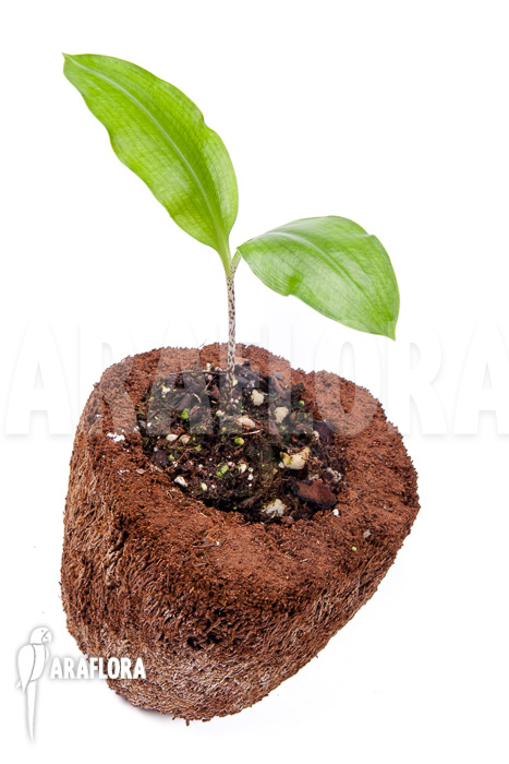 Scadoxus multiflorus ssp multiflorus ‚S‘