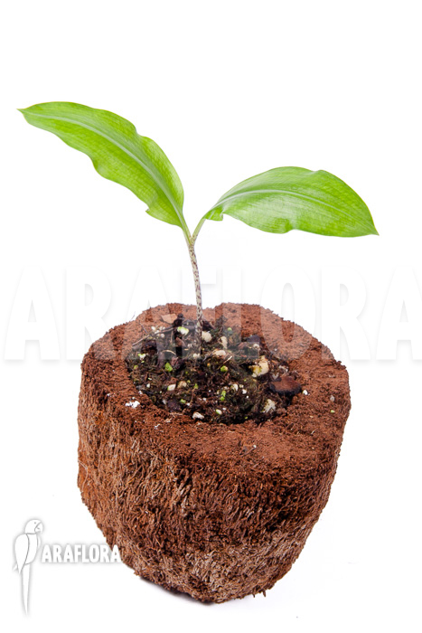 Scadoxus multiflorus ssp multiflorus ‚S‘