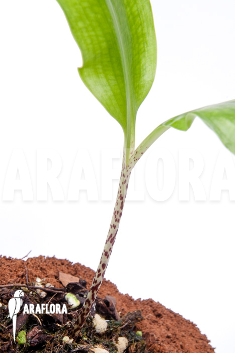 Scadoxus multiflorus ssp multiflorus ‚S‘