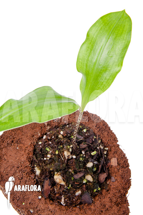 Scadoxus multiflorus ssp multiflorus ‚S‘