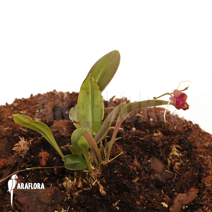 Scaphosepalum digitale