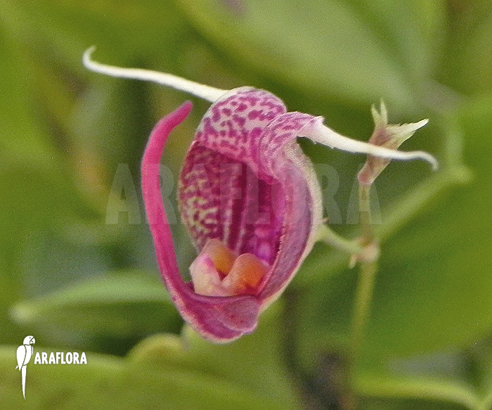 Scaphosepalum digitale