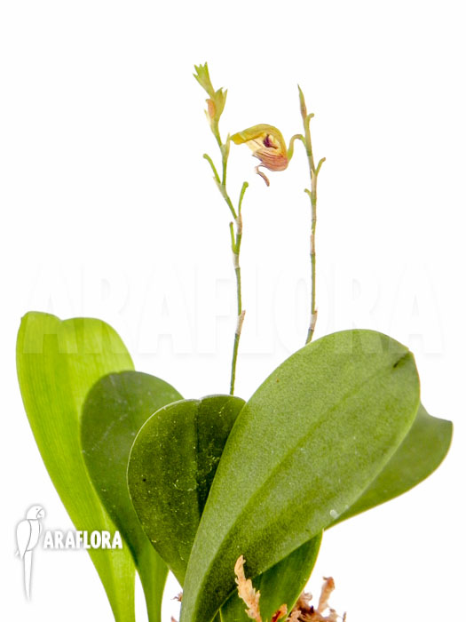 Scaphosepalum verrucosum