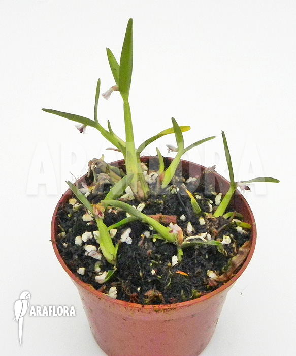 Scaphyglottis prolifera ‚S‘