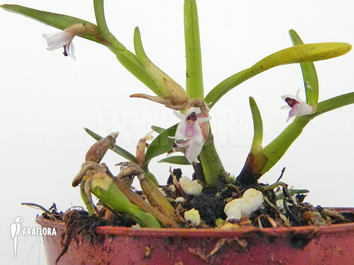 Scaphyglottis prolifera ‚S‘
