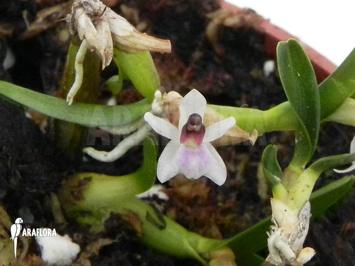 Scaphyglottis prolifera ‚S‘