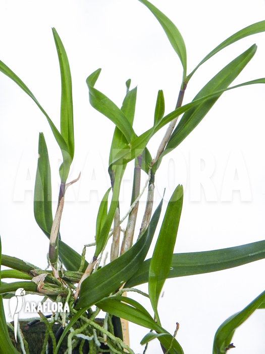 Scaphyglottis violacea