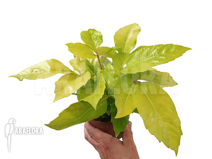 Schleffera amate Golden