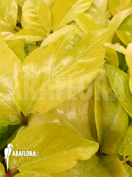 Schleffera amate Golden