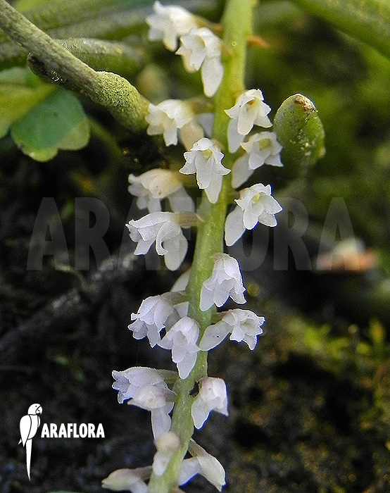 Schoenorchis micrantha