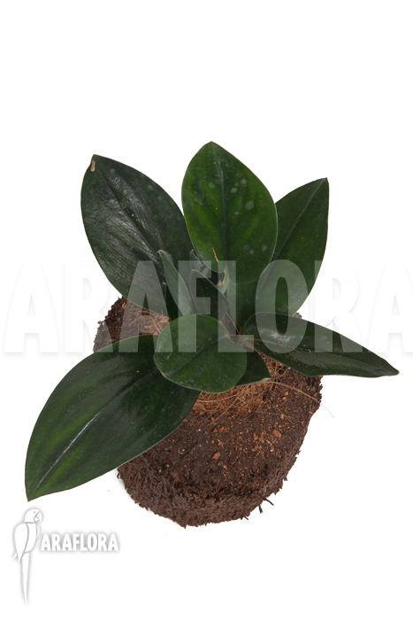 Scindapsus ‚Nearly Black‘