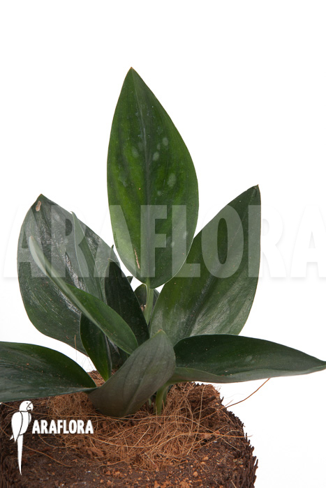 Scindapsus ‚Nearly Black‘