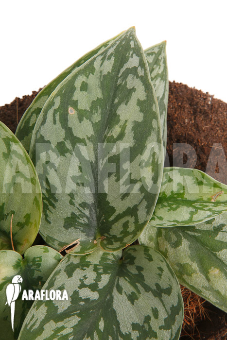 Scindapsus ‚Silver Lady‘