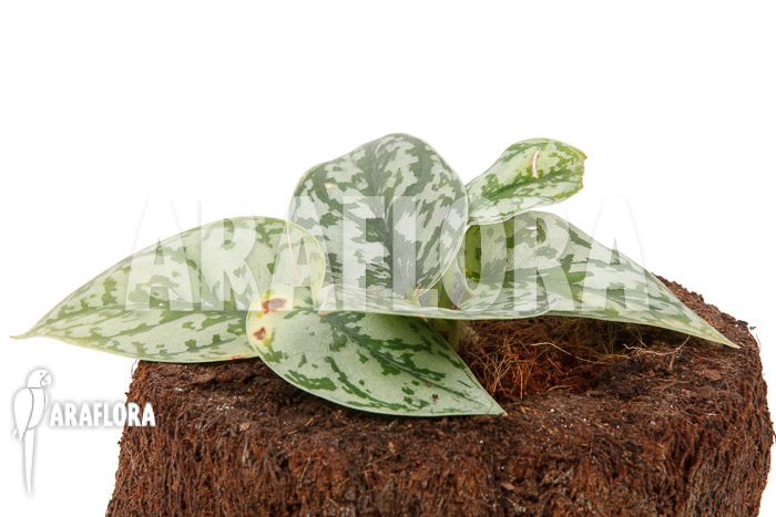 Scindapsus ‚Silver Lady‘