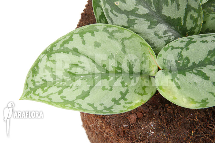 Scindapsus ‚Silver Lady‘