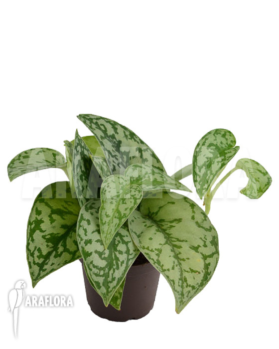 Scindapsus ‚Silver Lady‘