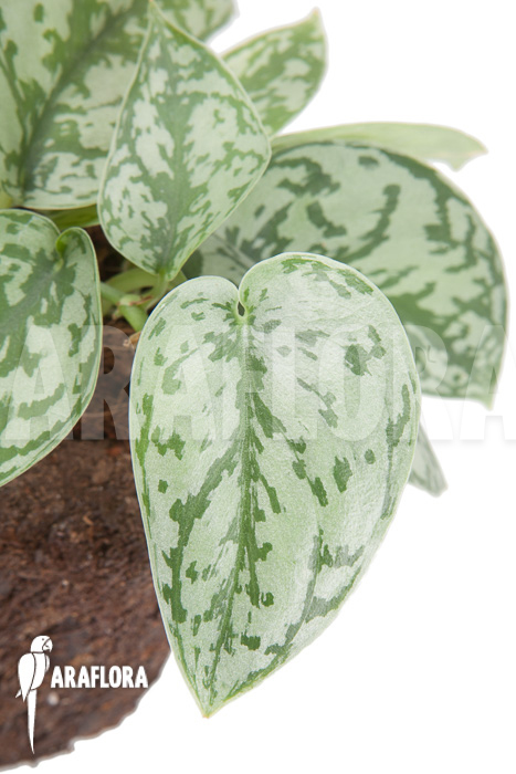 Scindapsus pictus ‚Argyraeus‘