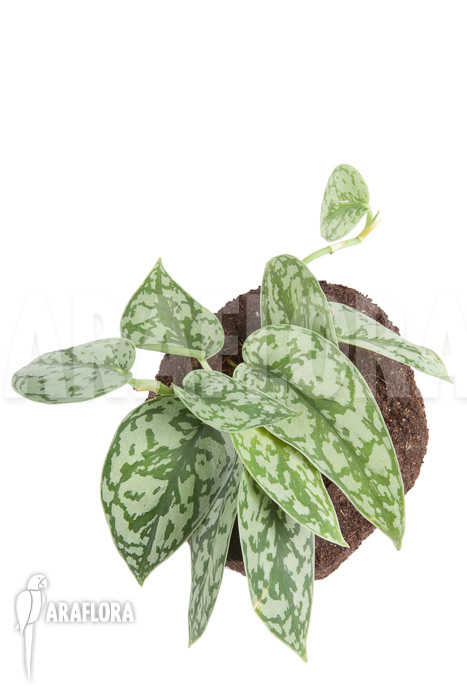 Scindapsus pictus ‚Argyraeus‘