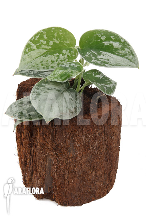 Scindapsus pictus Silvery Ann