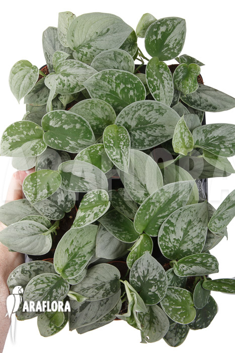 Scindapsus pictus Silvery Ann