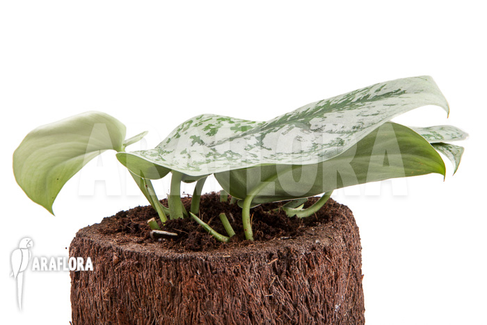 Scindapsus pictus Trebie