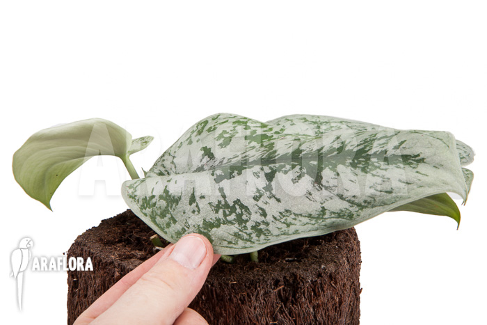 Scindapsus pictus Trebie