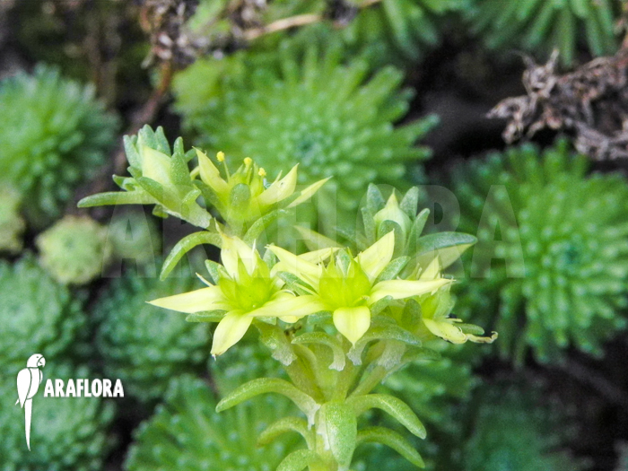 Sedum multiceps Starter flower