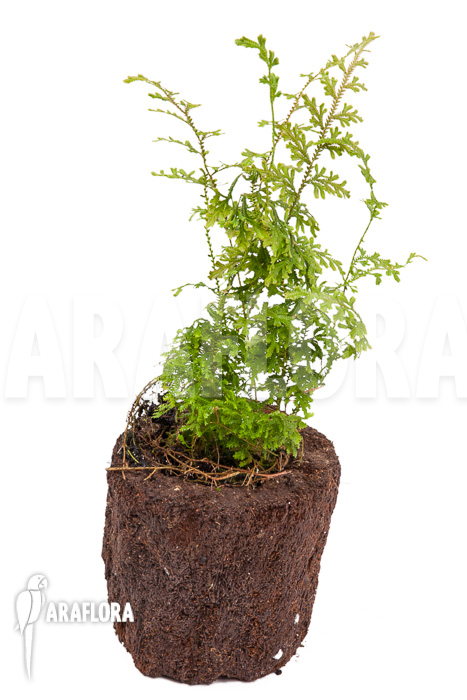 Selaginella New Surinam