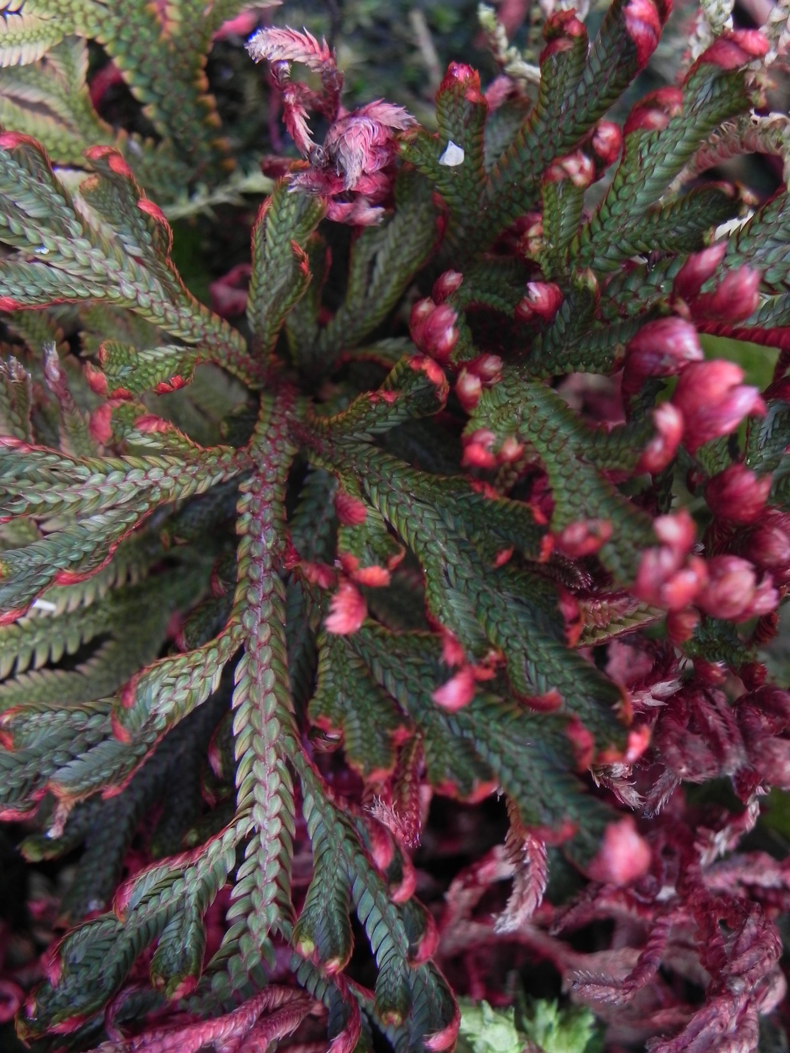 Selaginella erythropus