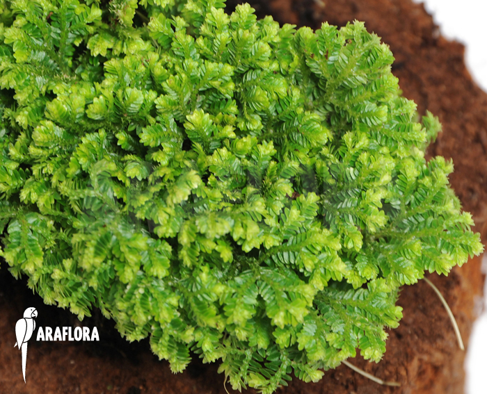 Selaginella kraussiana