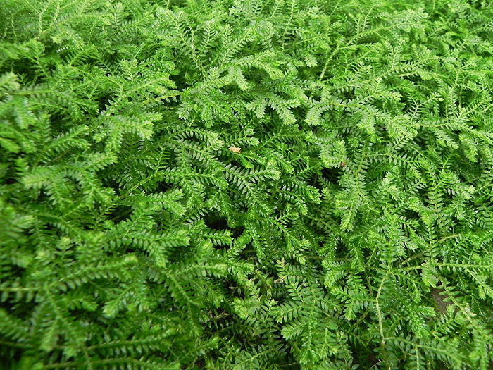 Selaginella kraussiana