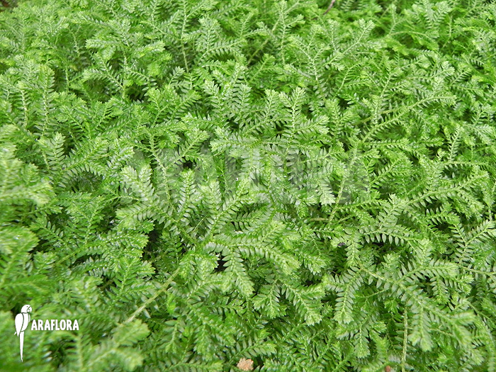 Selaginella kraussiana