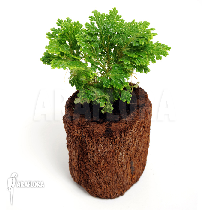 Selaginella martensii