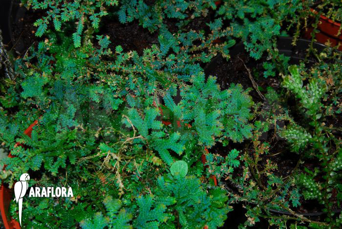 Selaginella uncinata