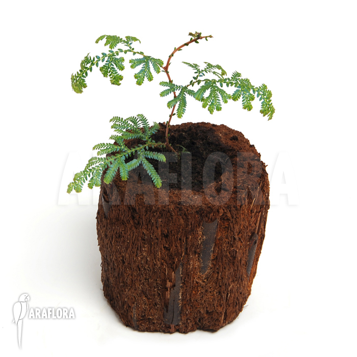 Selaginella wildenowii ‚Peacock fern‘