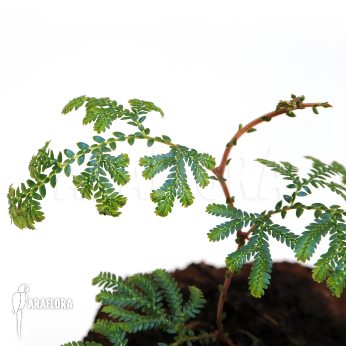Selaginella wildenowii ‚Peacock fern‘