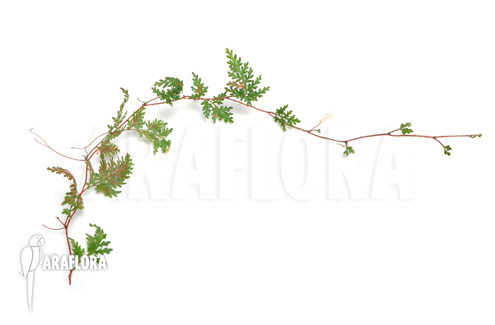 Selaginella wildenowii ‚Peacock fern‘