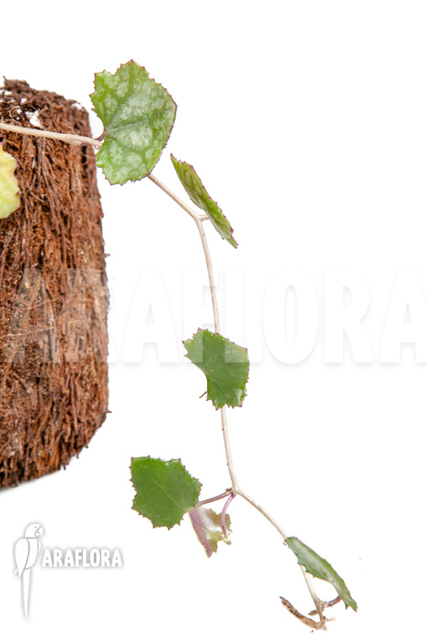 Senecio mikanioides ‚Starter‘