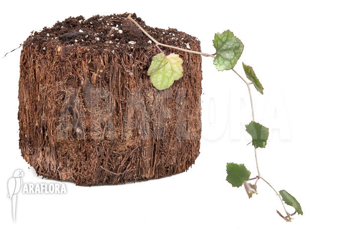 Senecio mikanioides ‚Starter‘