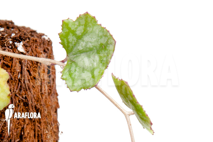 Senecio mikanioides ‚Starter‘