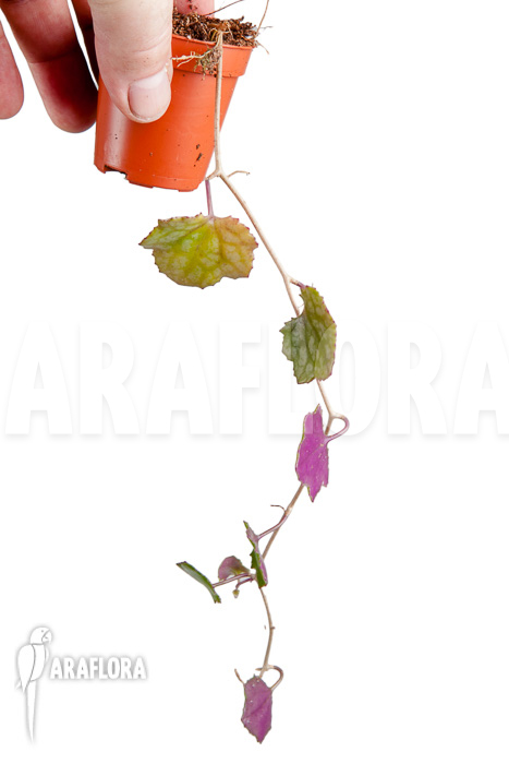 Senecio mikanioides ‚Starter‘