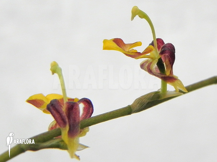 Sigmatostalix picta ‚Ecuador‘