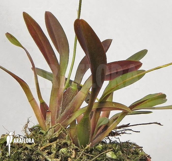 Sigmatostalix picta ‚Ecuador‘