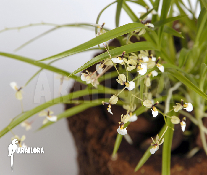 Sigmatostalix radicans