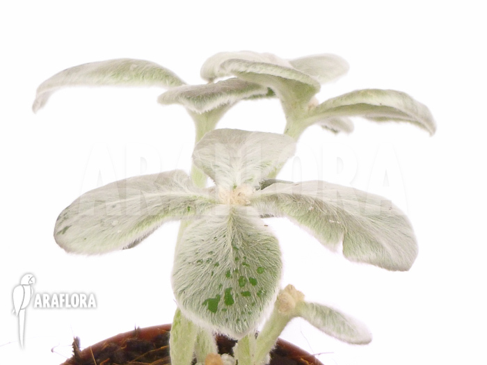 Sinningia leucotricha