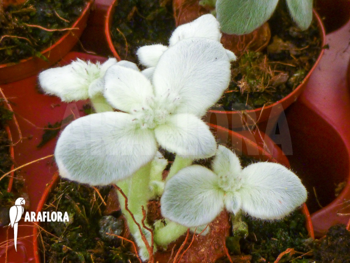 Sinningia leucotricha