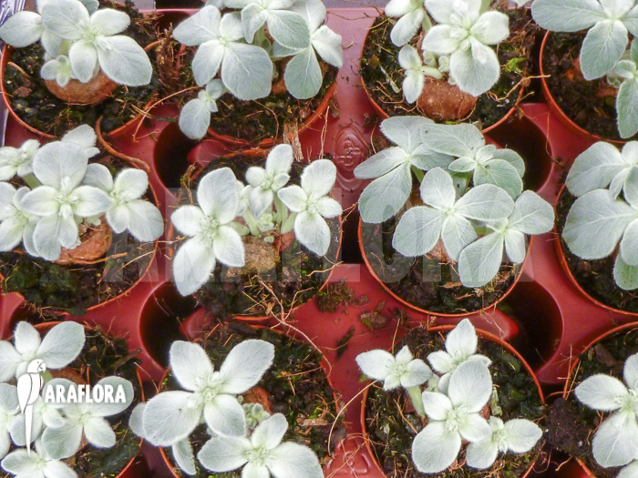 Sinningia leucotricha