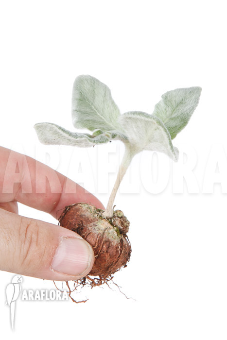 Sinningia leucotricha ’starter‘