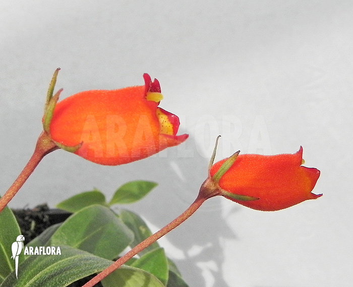 Sinningia sylvatica ‚Seemannia‘